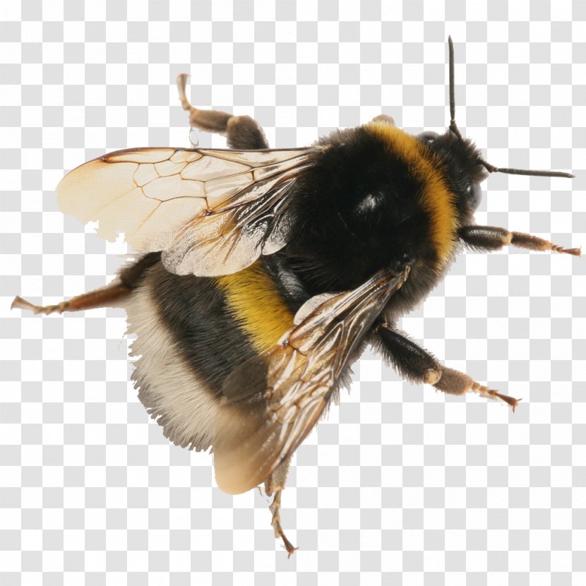 Honey Bee Buff-tailed Bumblebee Photography Bombus Pascuorum - Stock - Compost Small Plastic Buckets Transparent PNG