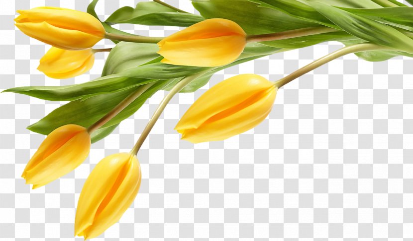 Tulip Artificial Flower Desktop Wallpaper Yellow - Floristry Transparent PNG