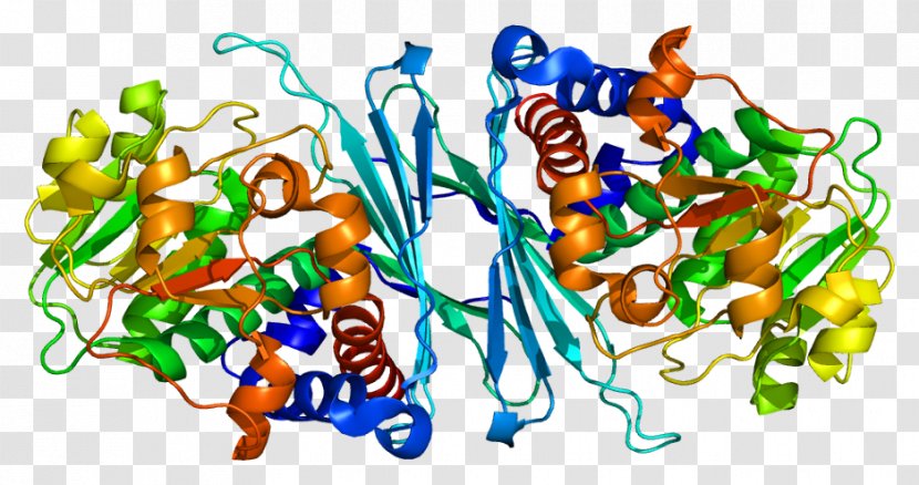 CRYM Protein Gene Ornithine Cyclodeaminase Crystallin - Dna - Organism Transparent PNG