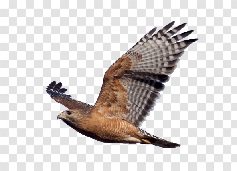 Bird Of Prey Red-shouldered Hawk Eagle - Accipitriformes Transparent PNG