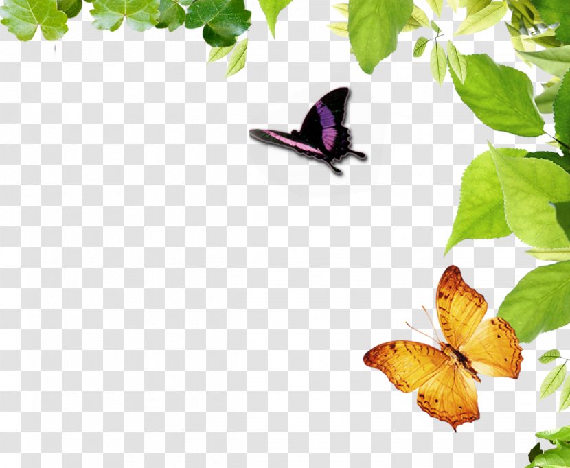 Nymphalidae Butterfly Moth - Designer - Border Transparent PNG