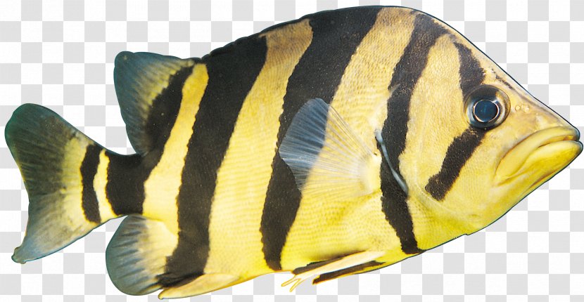 Image Wallpaper Tropical Fish Transparent PNG