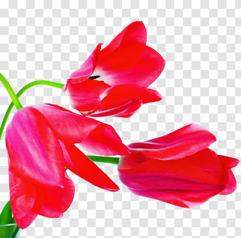 Tulip Plant Stem Cut Flowers Gladiolus Herbaceous Plant Transparent PNG
