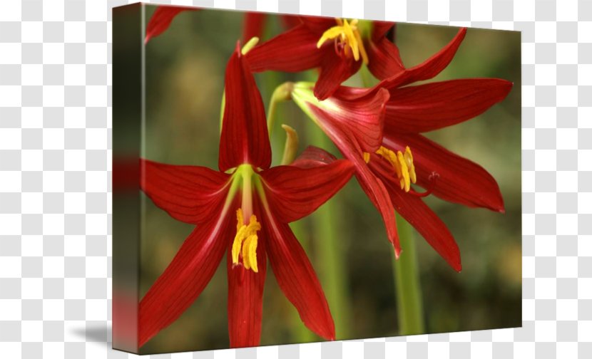 Amaryllis Jersey Lily Belladonna Close-up Daylily - Flowering Plant Transparent PNG