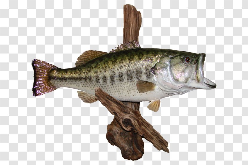 Largemouth Bass AZ Wildlife Creations Black Crappie Perch - Fish Products Transparent PNG