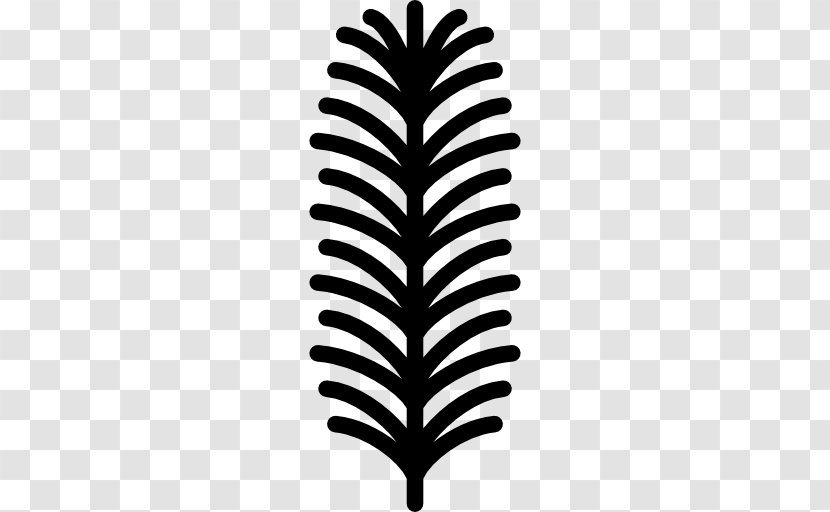 English Yew - Branch - Conifers Transparent PNG
