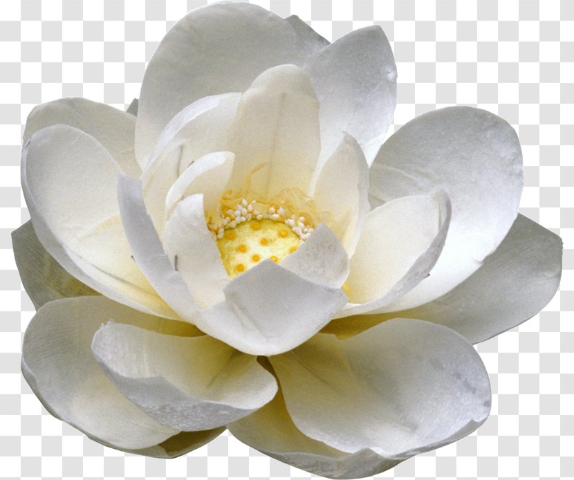 Flower The Miracle Of Mindfulness - Plant - Flores Blancas Transparent PNG