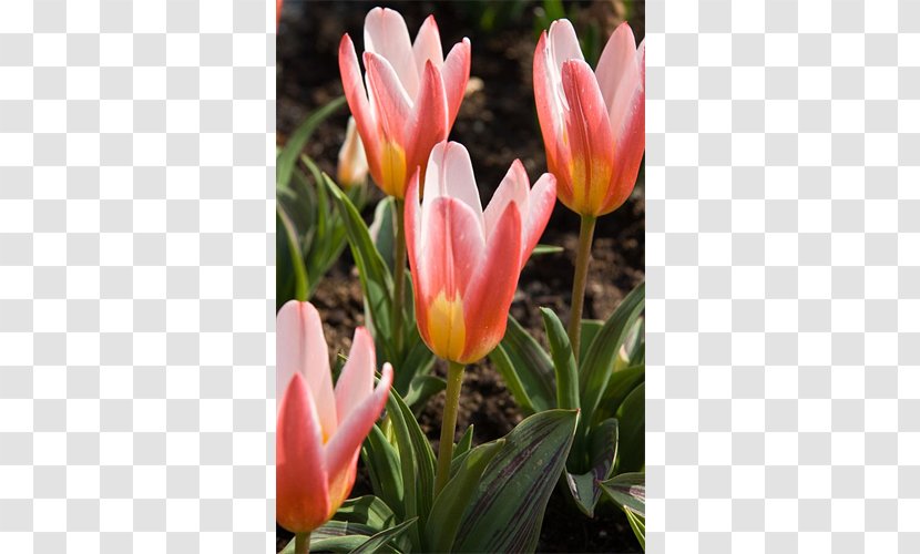 Tulipa Greigii Bulb Hyacinth Vase Amaryllis - Garden Transparent PNG