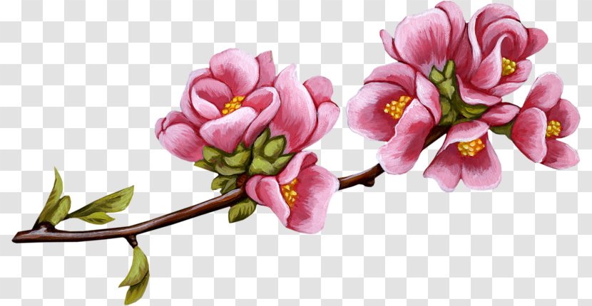 Rose Family Garden Roses Clip Art Blossom Branch - Line - Spring Backgrounds Realistic Transparent PNG