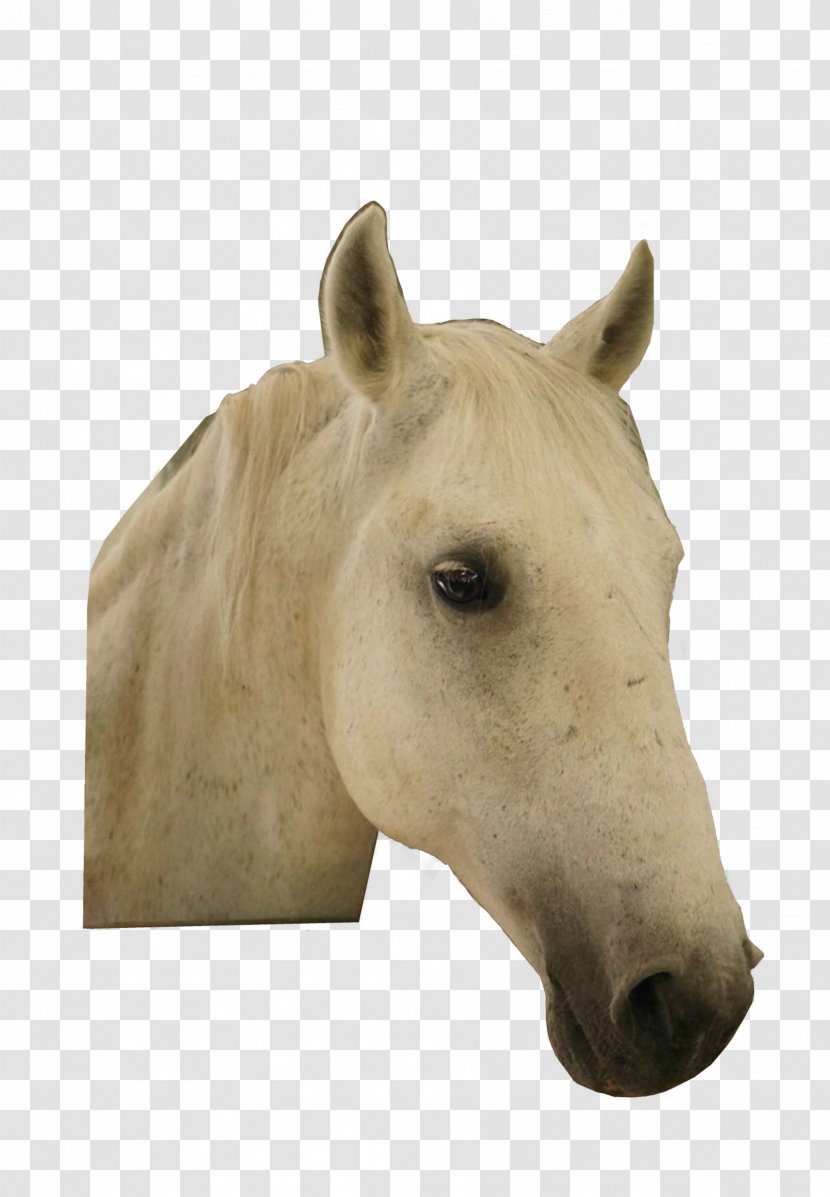Horse Download Symbol - Neck Transparent PNG