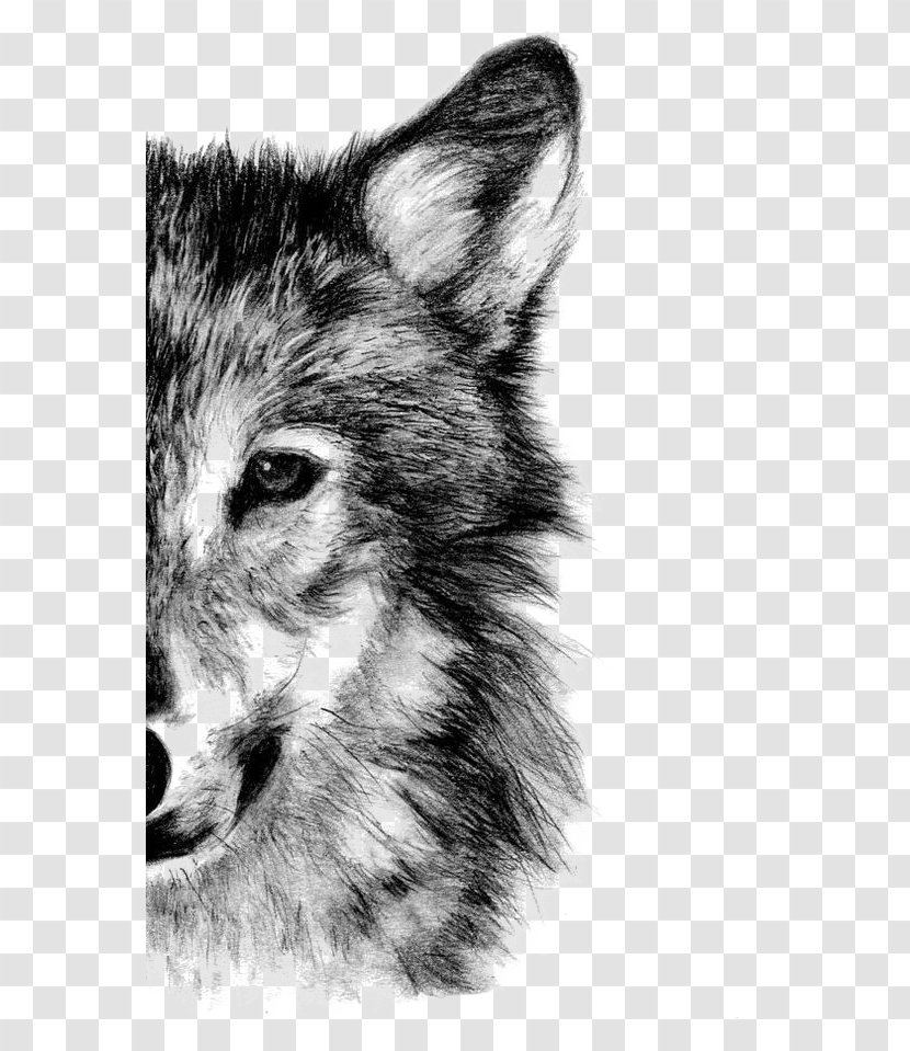 Gray Wolf Drawing Pencil Sketch - Dog Like Mammal Transparent PNG