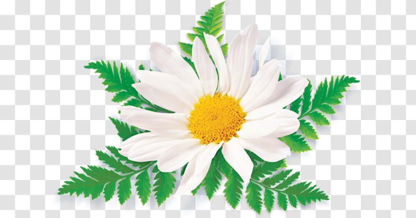 Clip Art Chamomile Openclipart Image - Flower Transparent PNG