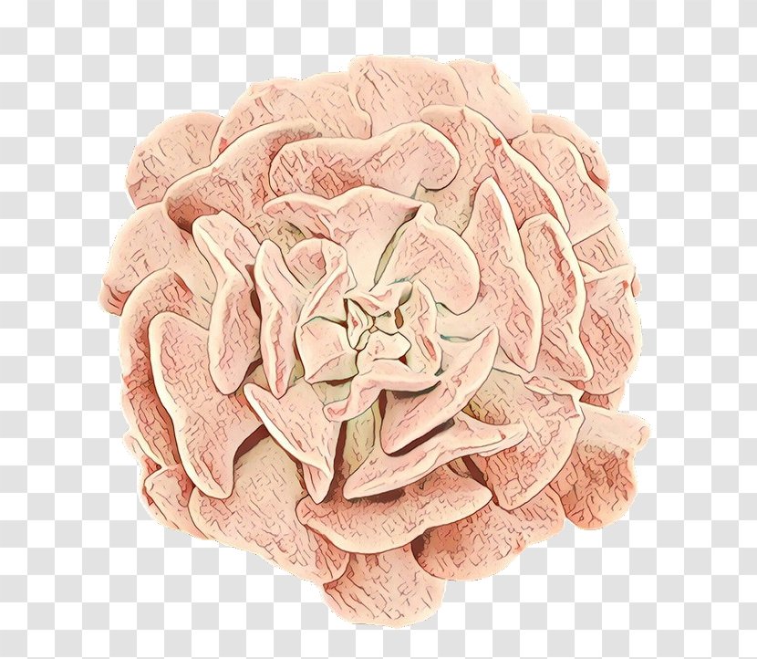 Pink Flowers Background - Rose Order - Camellia Transparent PNG