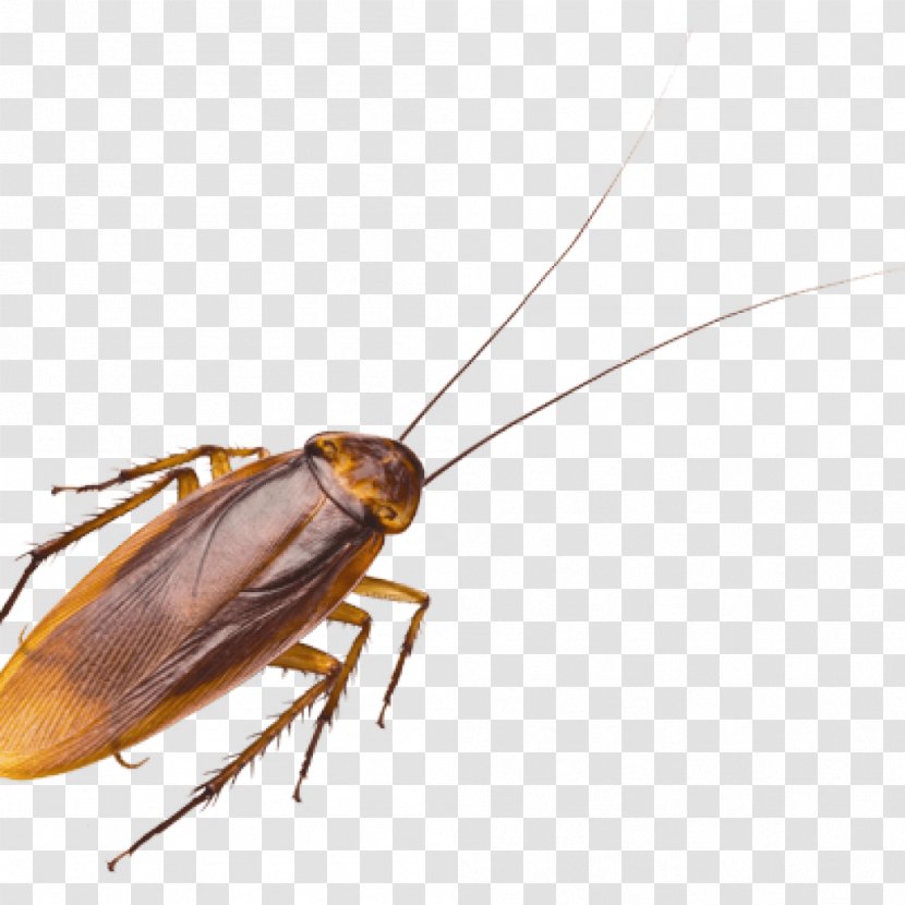 Oriental Cockroach Pest Control Termite - Fauna Transparent PNG