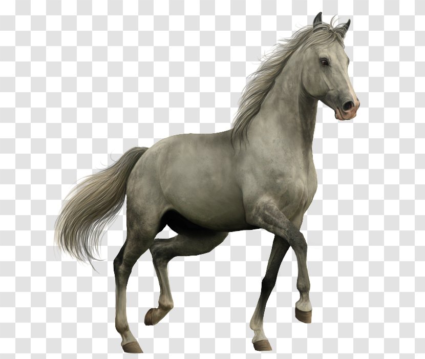Horse Icon - Photography Transparent PNG