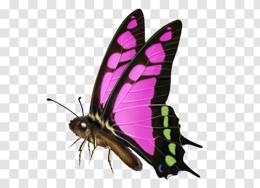 Butterfly Royalty-free Computer Software Transparent PNG