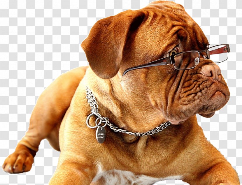 English Mastiff Pet Sitting Working Dog Puppy - Tosa Transparent PNG