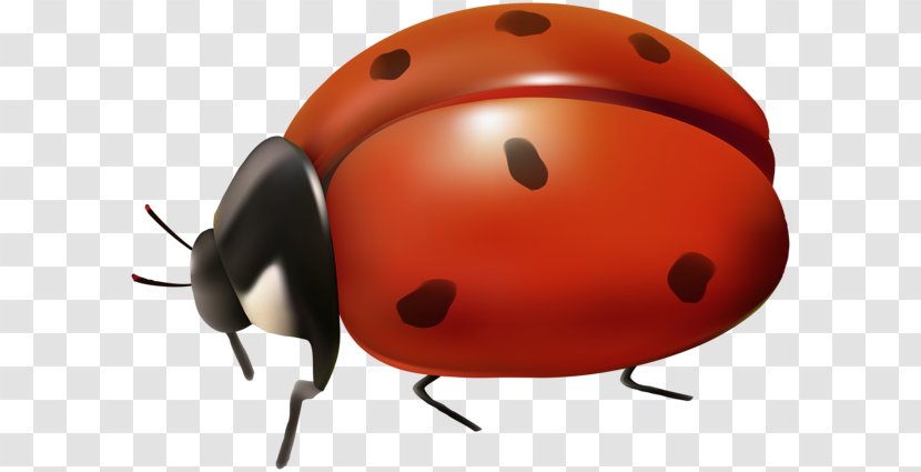 Ladybird Desktop Wallpaper Clip Art - Arthropod - Animation Transparent PNG