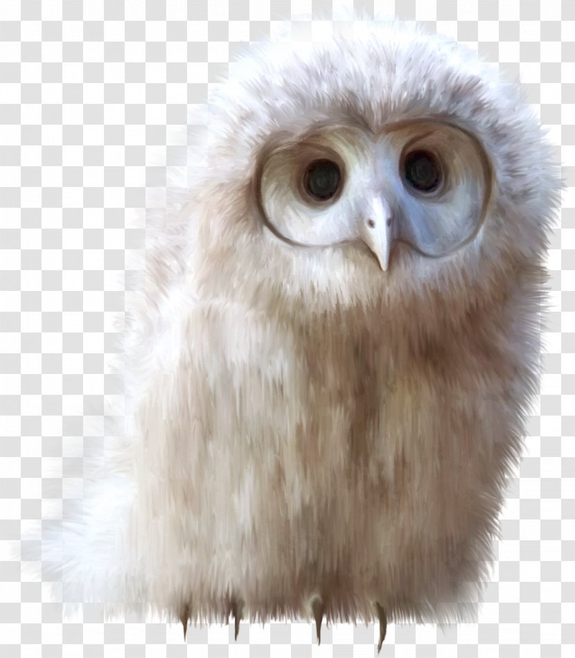 Snowy Owl Bird Barn - Fauna - White Transparent PNG