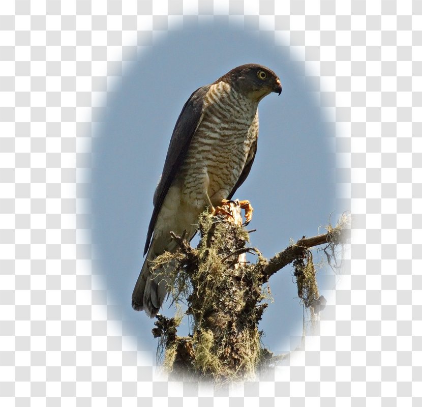 Japanese Sparrowhawk Bird Buzzard Eurasian - Beak Transparent PNG