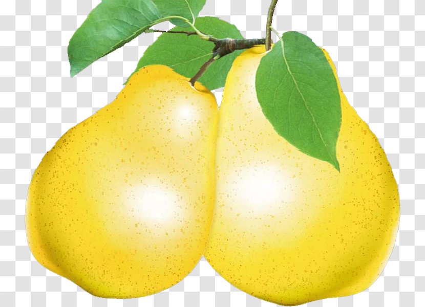 Asian Pear Citron Fruit Food - Eating Transparent PNG