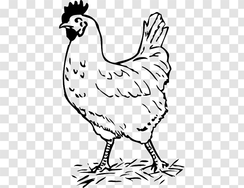 Chicken Clip Art Rooster Image Openclipart - Livestock Transparent PNG