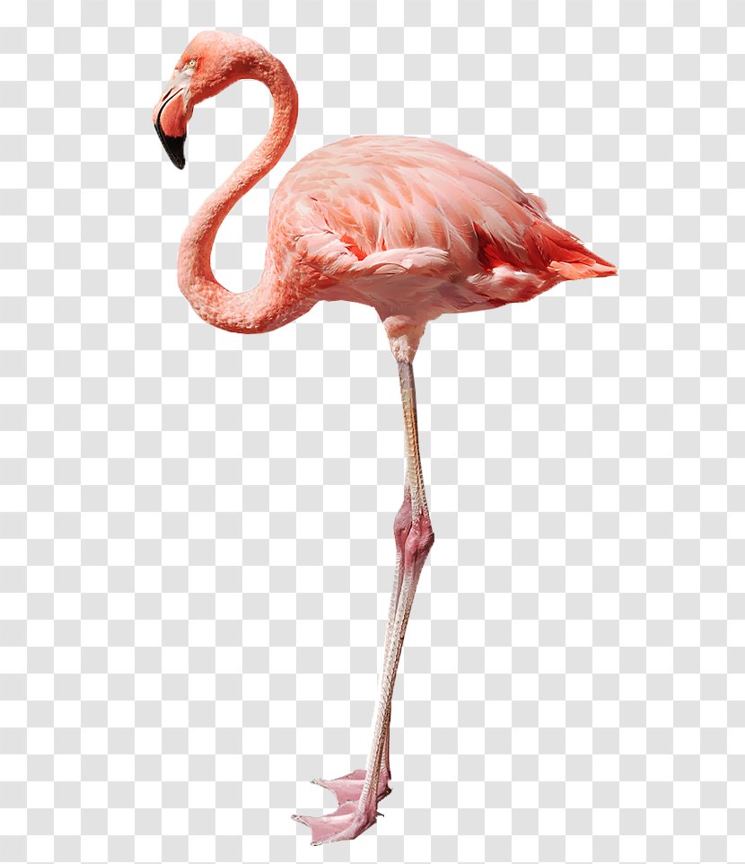 Flamingo Stock Photography Royalty-free - Water Bird - Cartoon Elements, Birds And Insects, Insects Element Transparent PNG