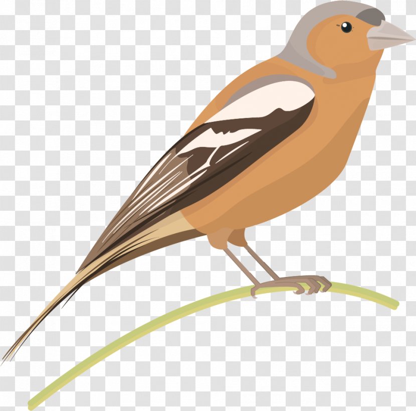 Bird Common Chaffinch Sparrow Lark - Nightingale - Fungi Transparent PNG