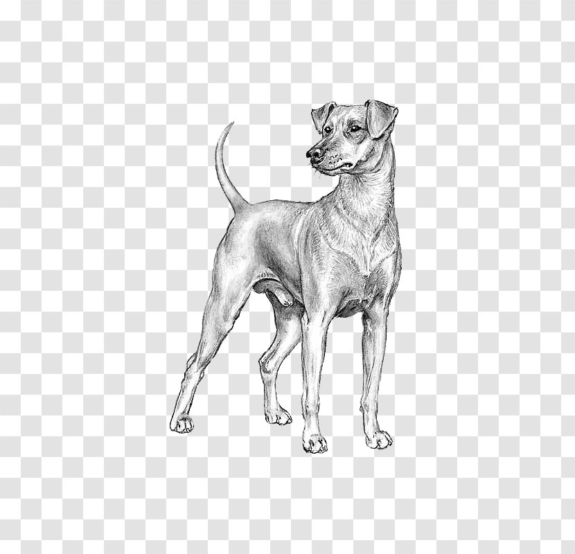 Italian Greyhound German Pinscher Miniature Norwegian Buhund Standard Schnauzer - Dog Like Mammal - Race Transparent PNG