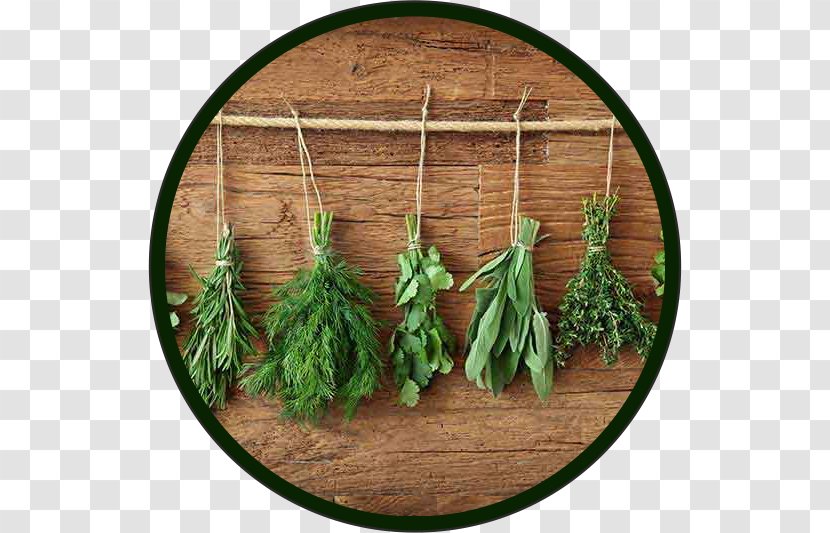 Herb Pianta Aromatica Dill Culinary Arts Hors D'oeuvre - Herbalism - Basil Transparent PNG