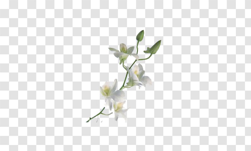 Orchids Flower Petal - Blog - Fragrance Of Lily Transparent PNG