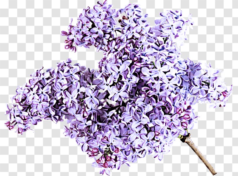 Lavender - Lilac - Flowering Plant Cut Flowers Transparent PNG