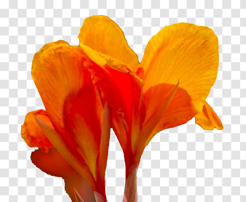 Canna Flower Icon - Hemp - Cannabis Pictures Transparent PNG