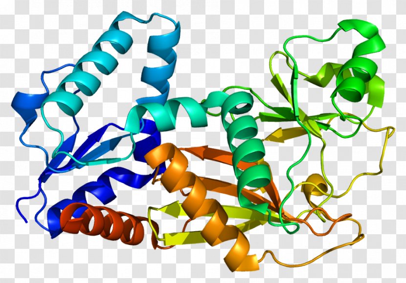 ITPK1 Inositol Phosphate Inositol-trisphosphate 3-kinase - Gene Transparent PNG