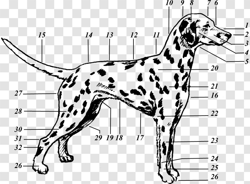 Dalmatian Dog Drawing Puppy The 101 Dalmatians Musical Canine Terminology Transparent PNG