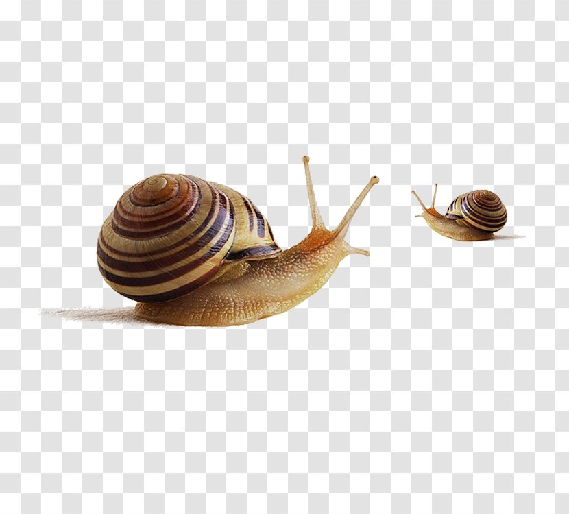 Escargot Helix Aspersa Maxima Snail Slime - Salt - Two Snails Transparent PNG