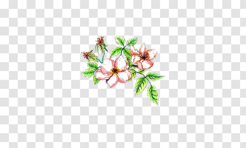 Flower Stock Photography Watercolor Painting Illustration - Plant Stem - Apple Transparent PNG