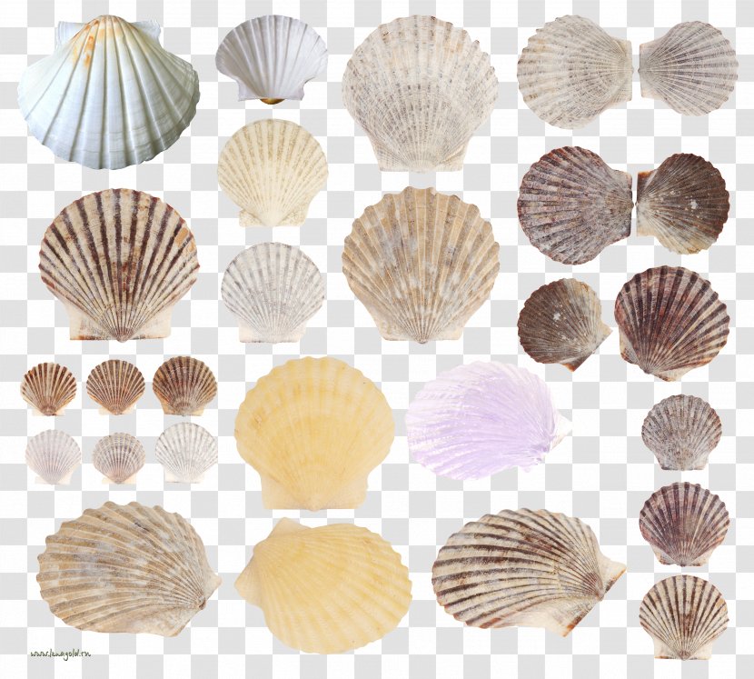 Cockle Clam Seashell Conchology - Marine Transparent PNG