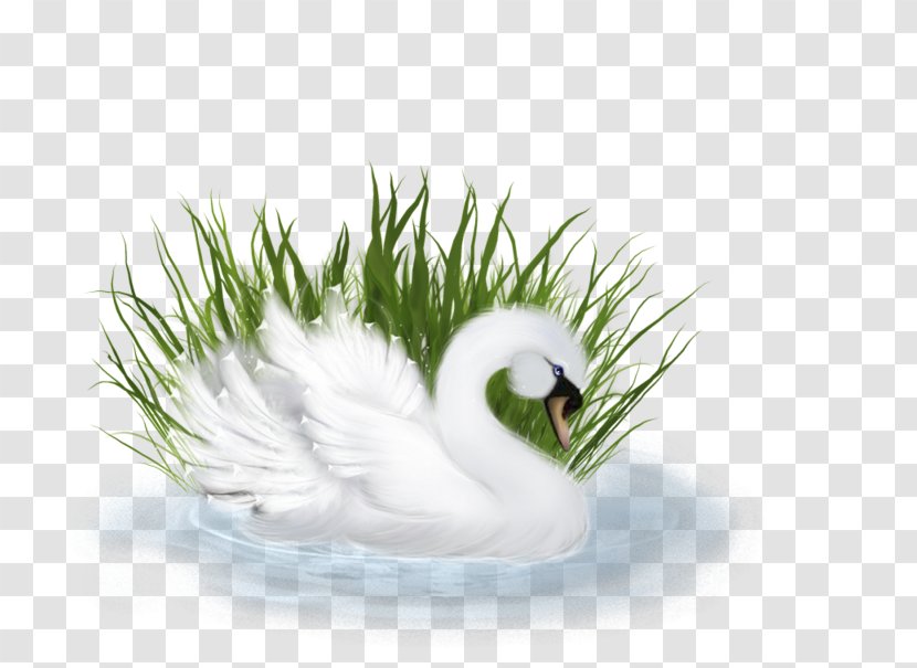 Duck Image Clip Art Photography - Feather Transparent PNG