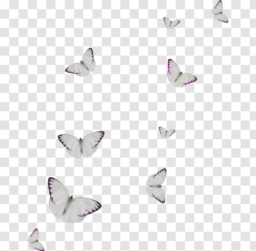 Butterfly Clip Art - Concepteur Transparent PNG