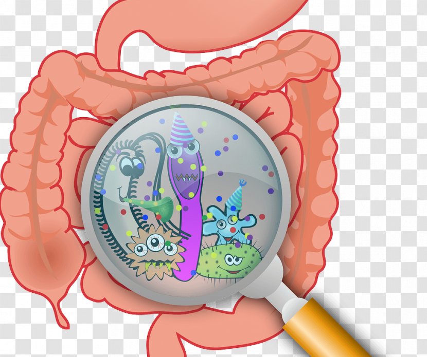 Gastrointestinal Tract Gut Flora Small Intestinal Bacterial Overgrowth Disease - Watercolor - Bacteria Animada Transparent PNG