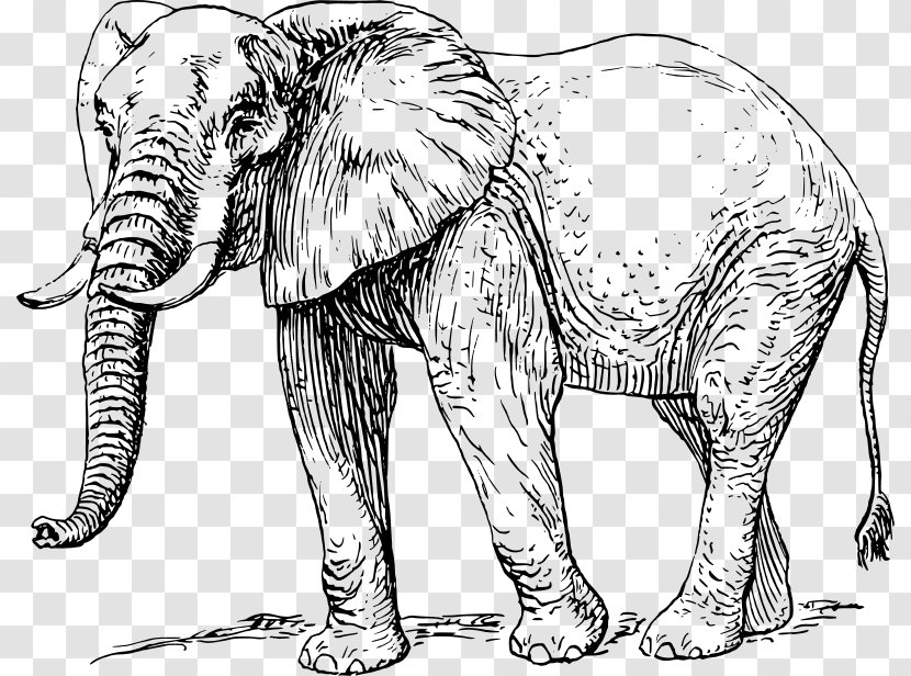 African Elephant Elephantidae Drawing Clip Art - Black And White - Elefante Vector Transparent PNG