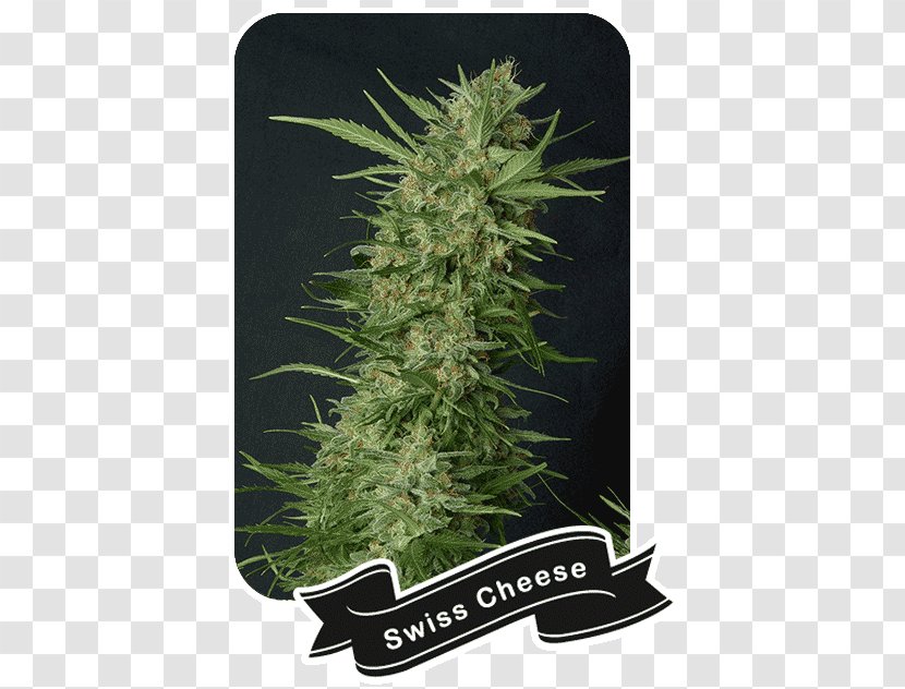 Cannabis Cultivation Sativa Skunk Marijuana - Grass - Shop Transparent PNG