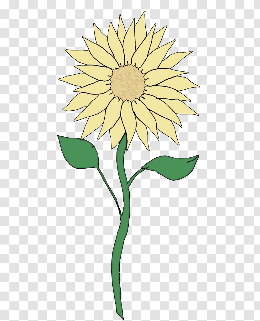 Sunflower - Plant Stem - Leaf Transparent PNG
