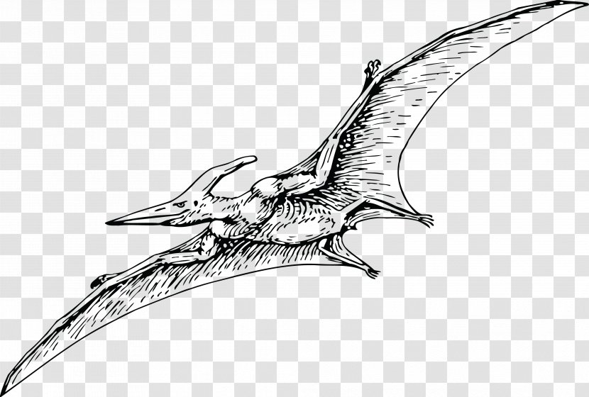 Pterodactyls Pteranodon Pterosaurs Fregatidae Dinosaur - Jurassic Transparent PNG
