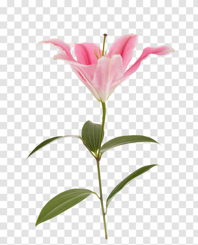 Lilium Flower Pink Red Yellow - Lily Transparent PNG