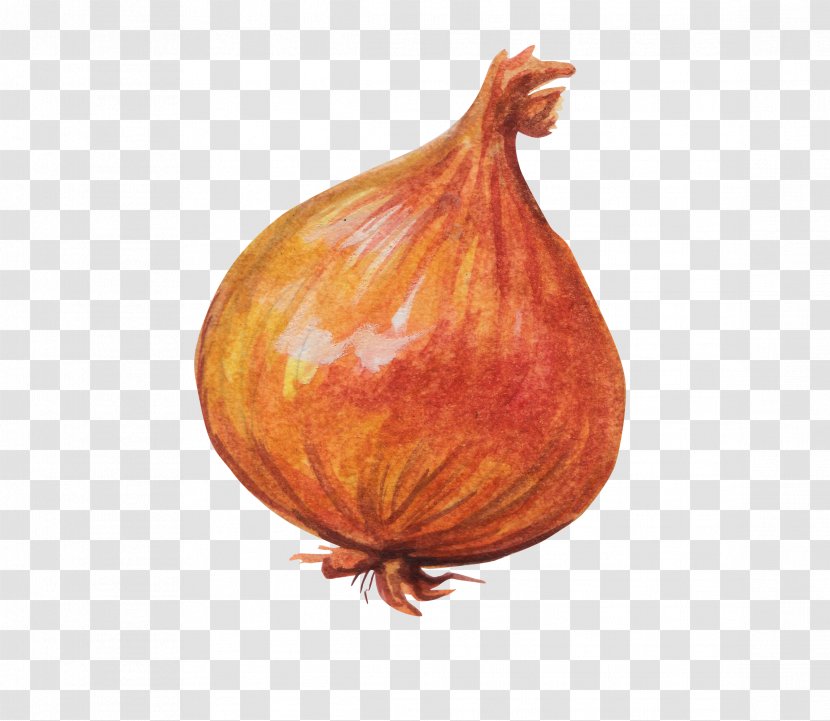 Onion Vegetable - Decoration Transparent PNG