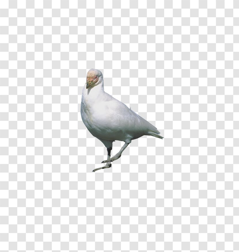 Rock Dove Stock Flight Bird - Google Images - Standing Pigeon Transparent PNG