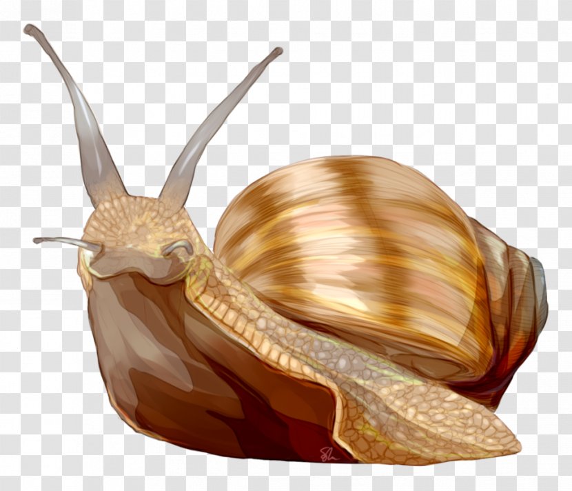 Gastropods Schnecken Sea Snail Slug - Terrestrial Animal Transparent PNG