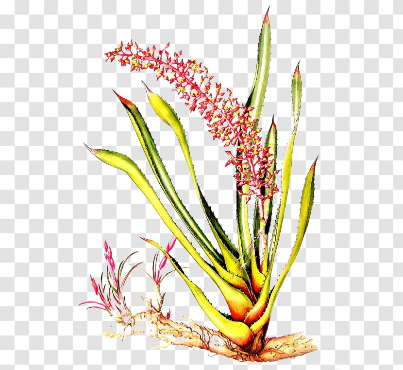 Flores Do Amazonas = Flowers Of The Amazon Forest: Botanical Art Margaret Mee Rainforest Aechmea Illustration - Hand-painted Aloe Transparent PNG